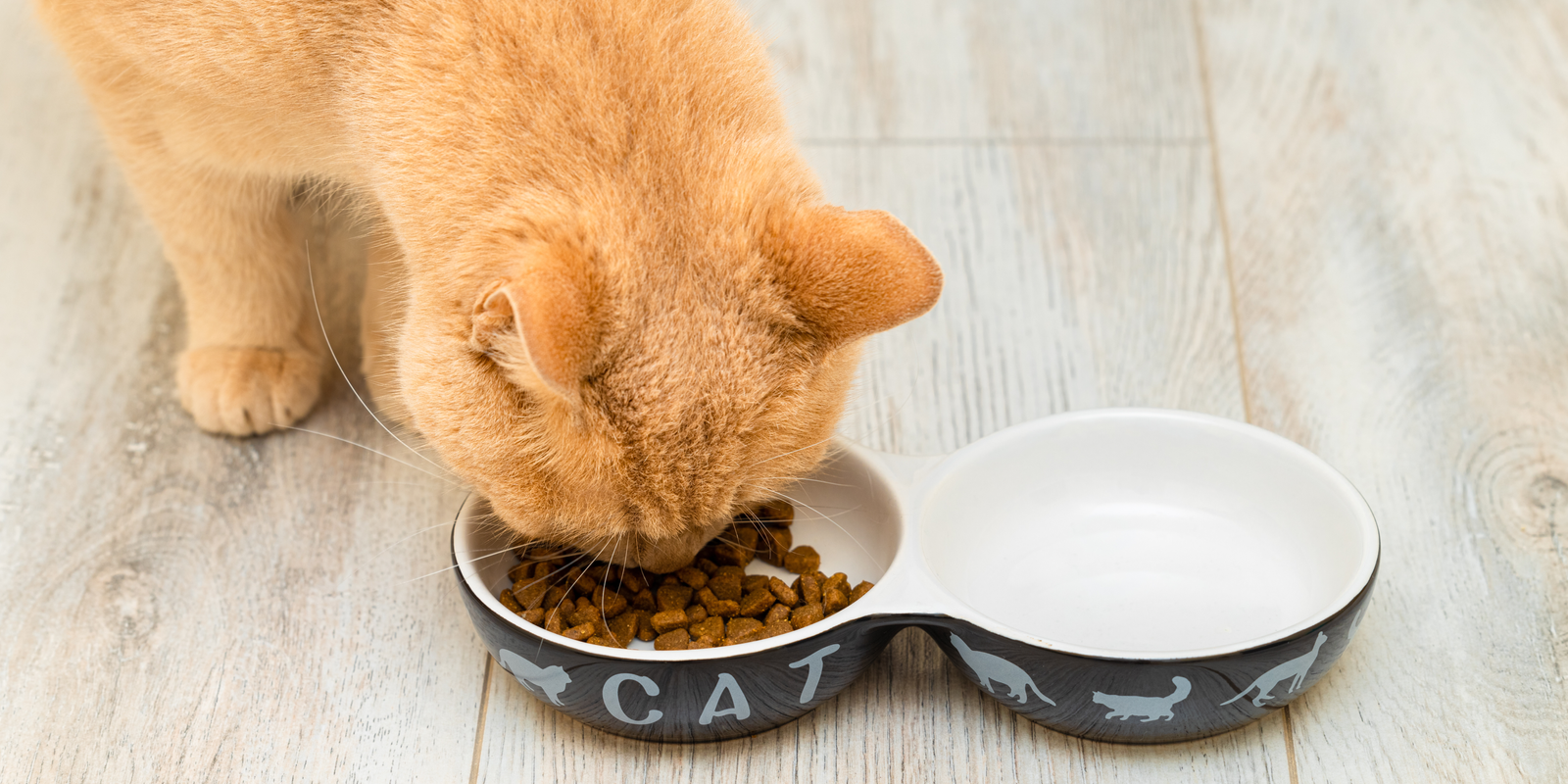 Gatto anziano alimentazione