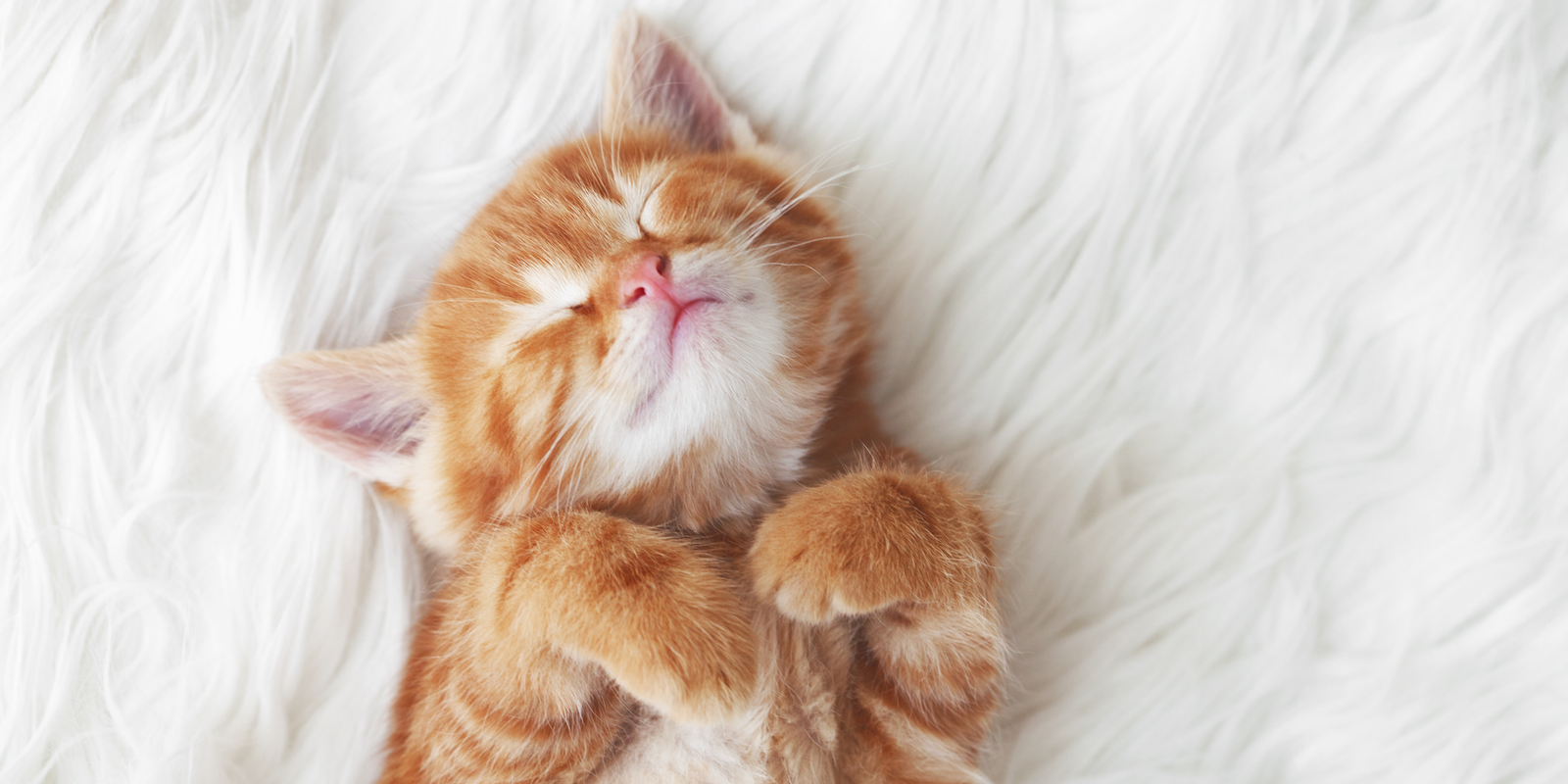 migliori crocchette per gattini