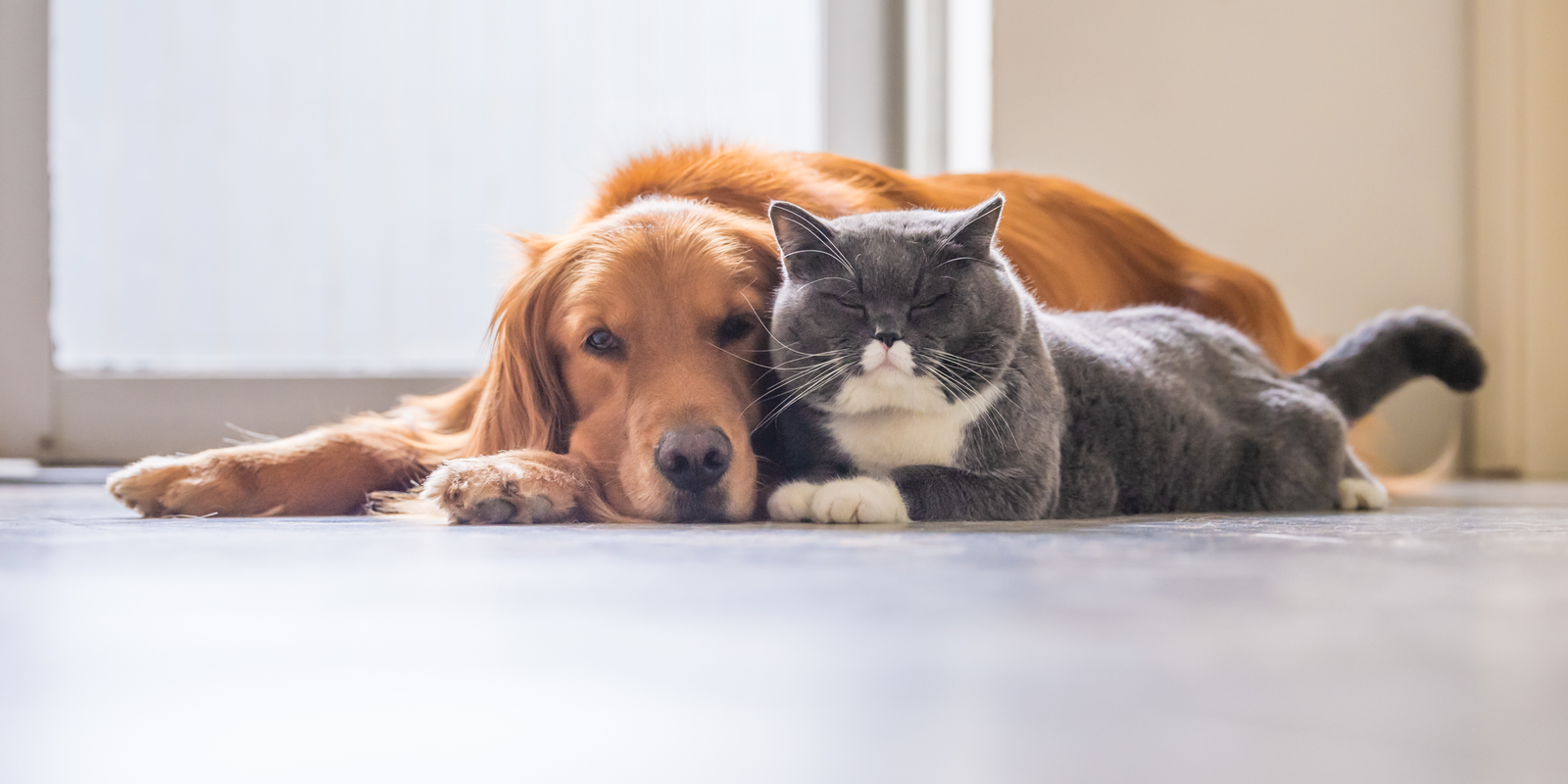 Alleva: le crocchette per cani e gatti tra gusto e qualità