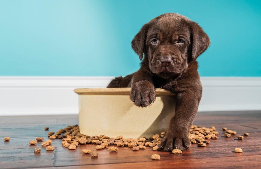 Chocolate Labrador Puppy Sitting In Large Dog Bowl 5 Weeks Old Picture Id866757708