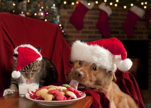 Christmas Pet Safety