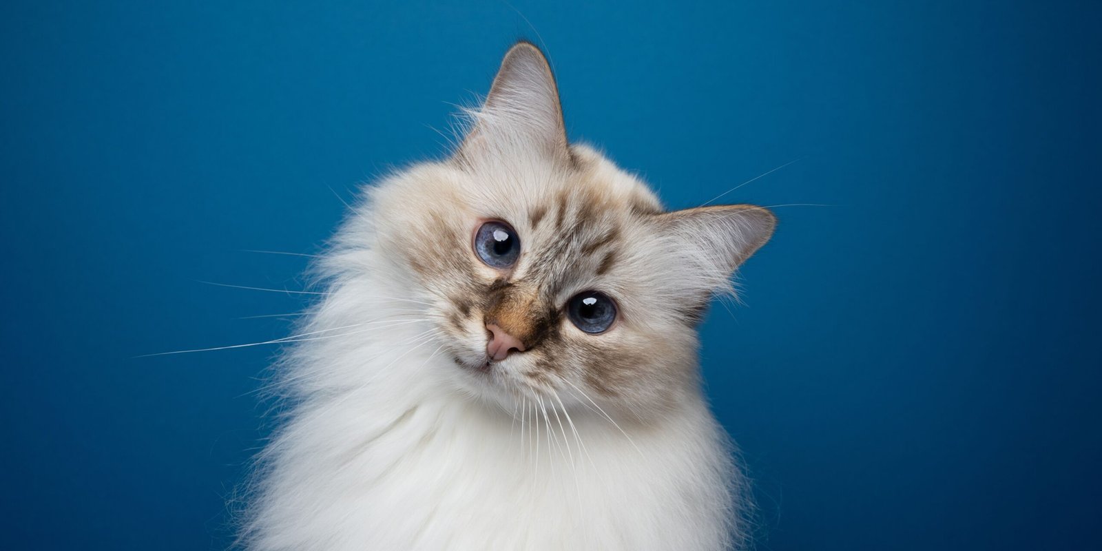 sostanze tossiche per gatti