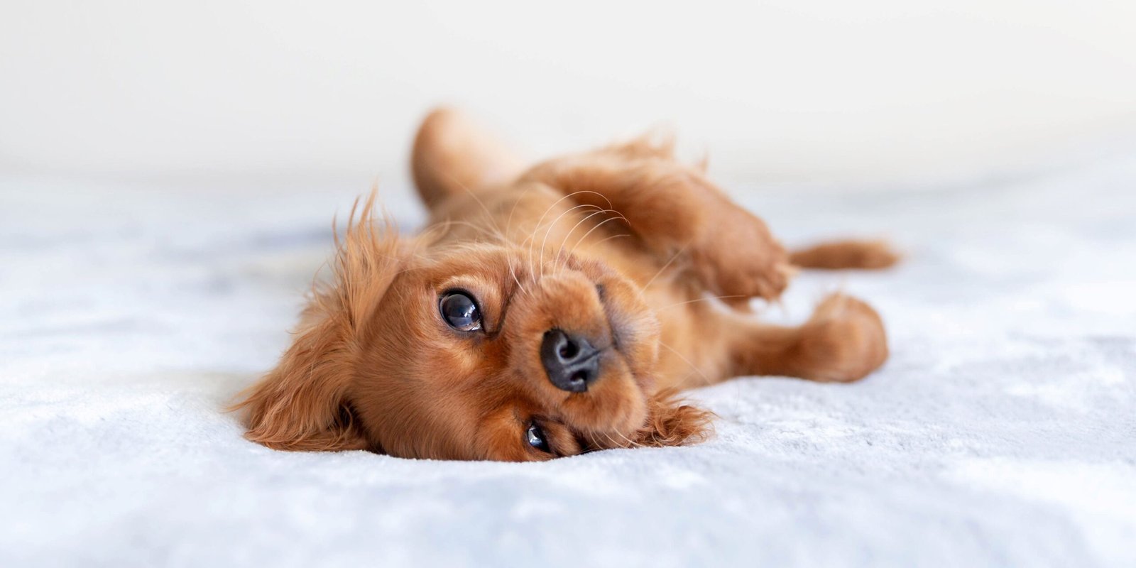 Alimentazione cuccioli cani