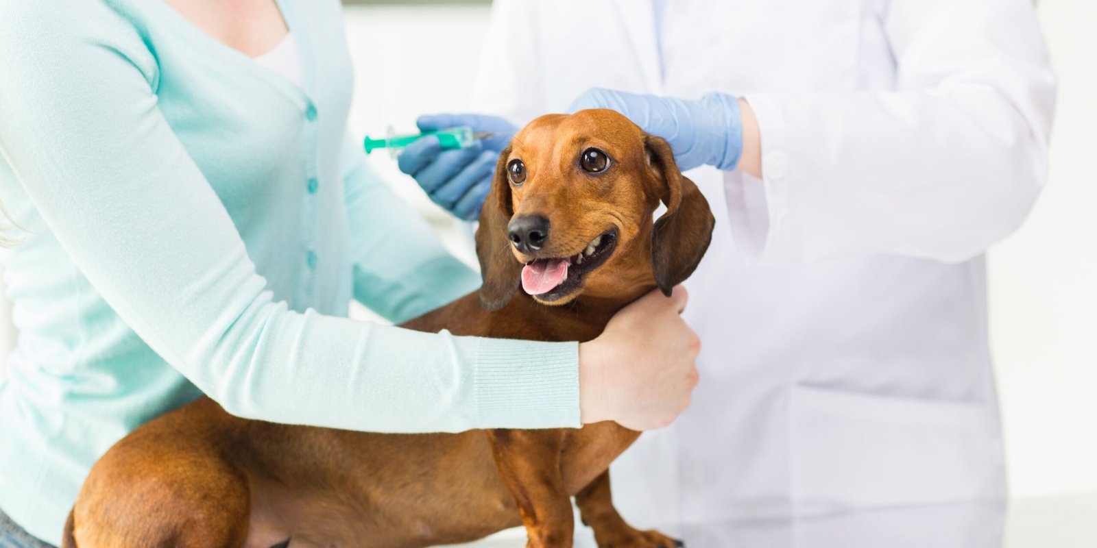 vaccinazioni per i cani