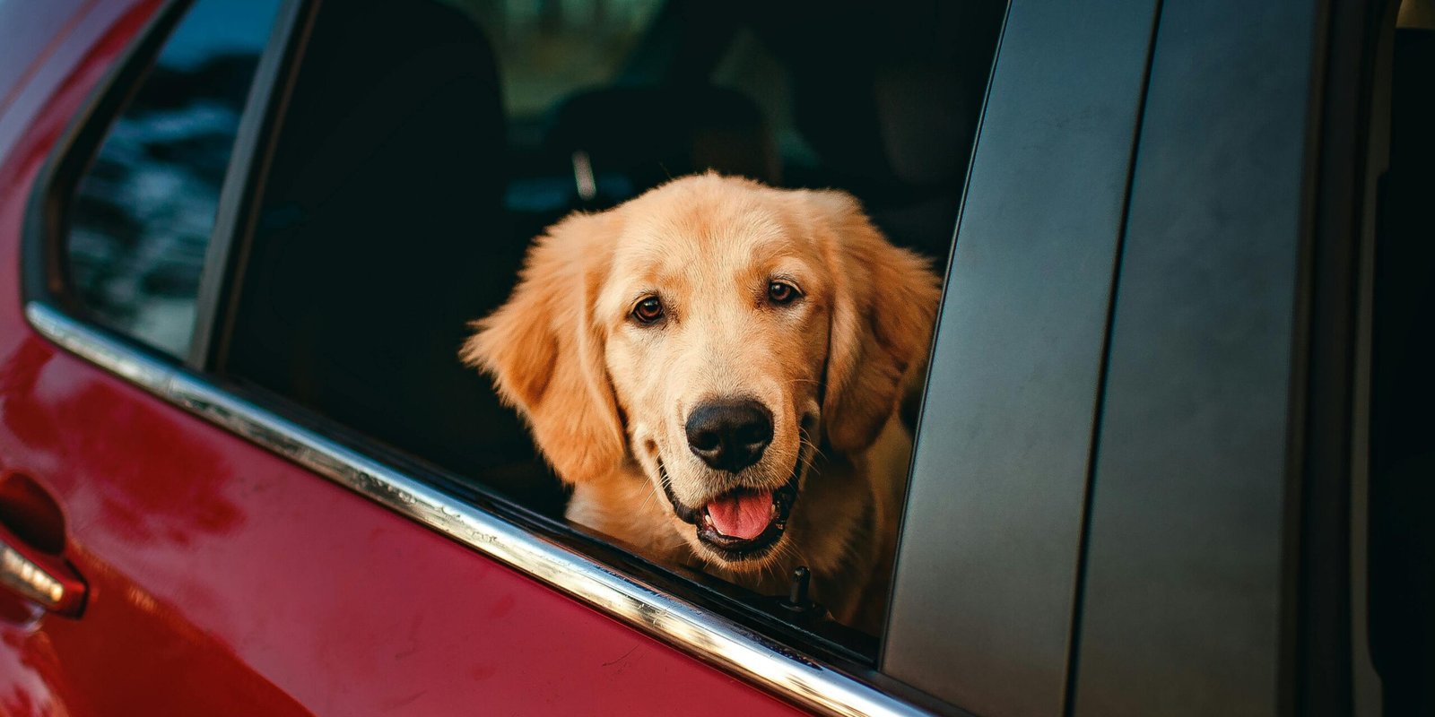 trasporto cane in auto