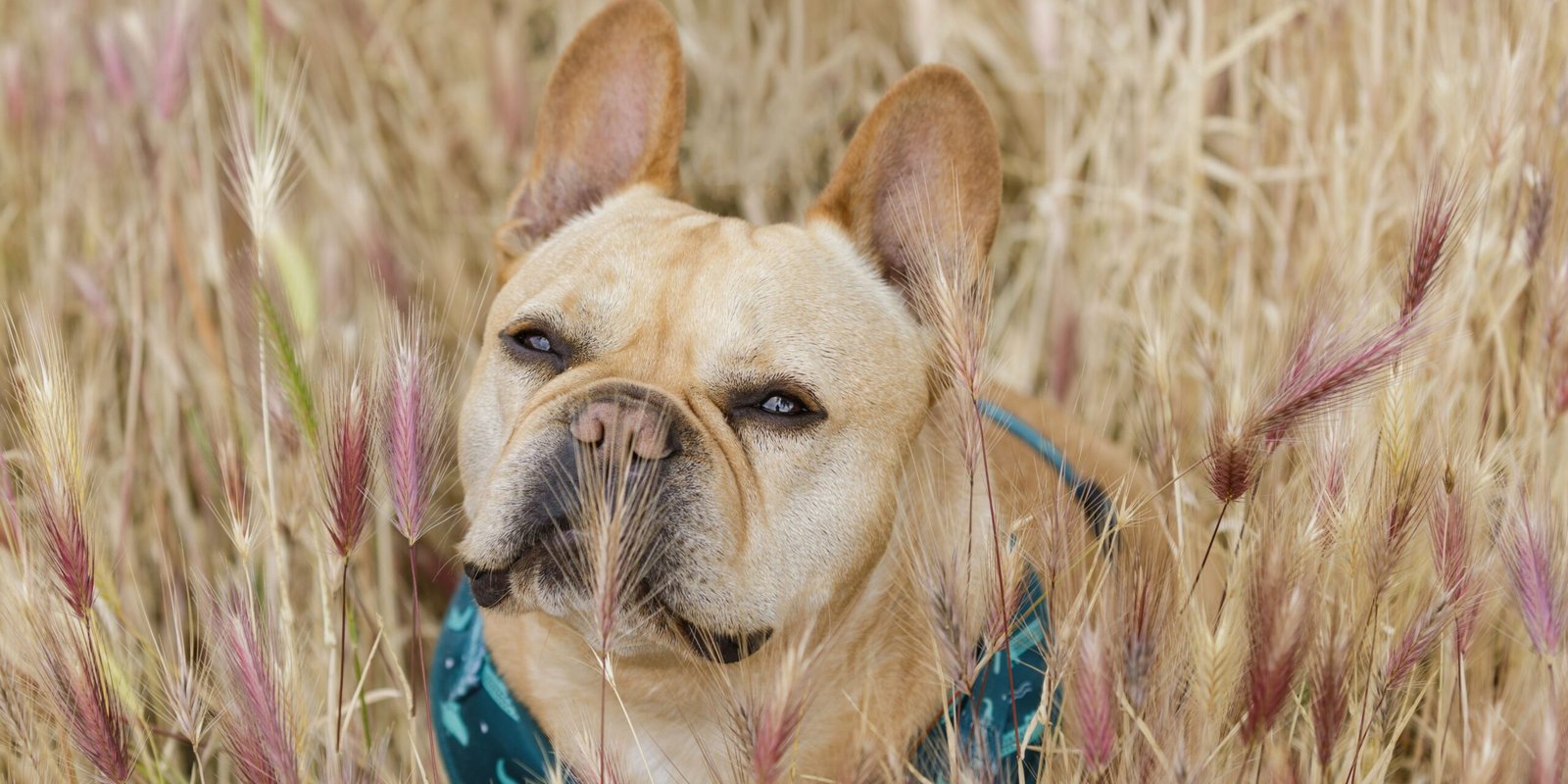 forasacchi cani campo di grano