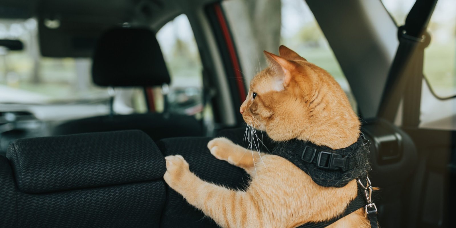 viaggio con gatto in auto