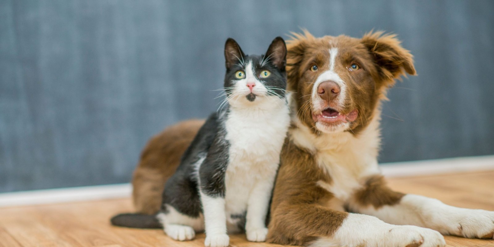 dieta veterinaria cane e gatto