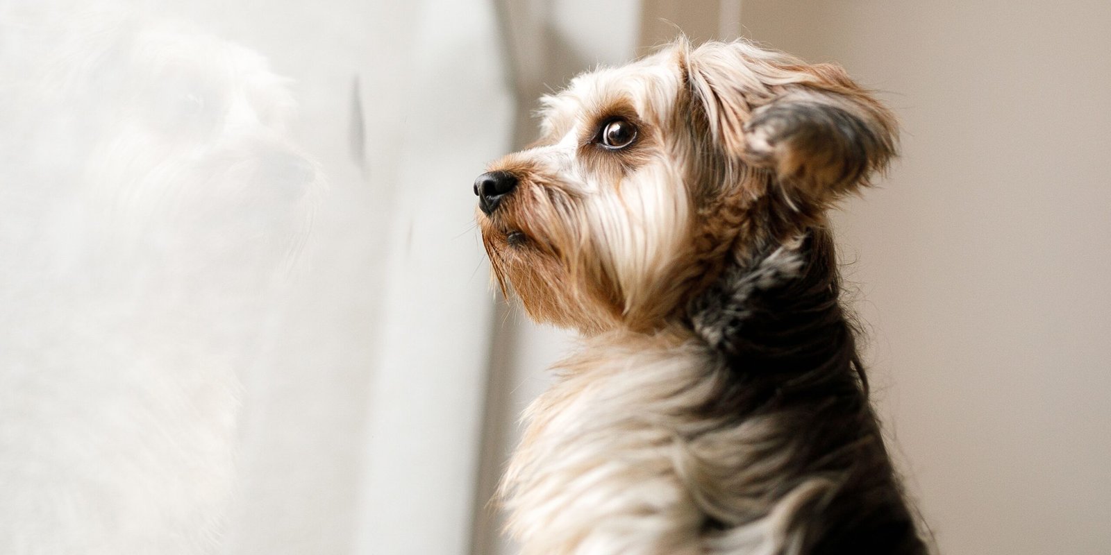 ansia da separazione del cane alla finestra