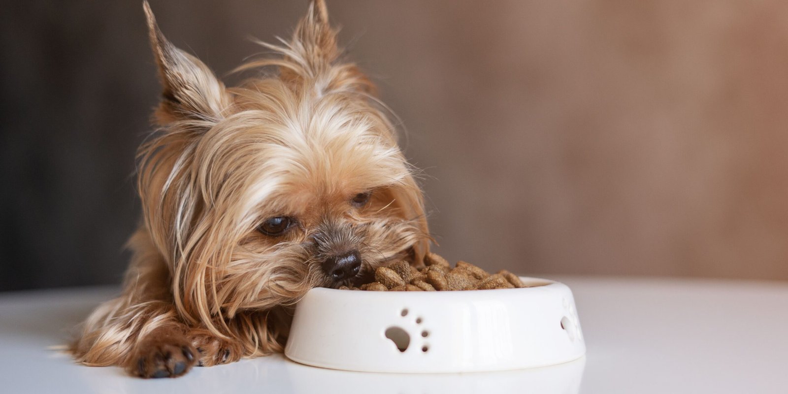 Problemi intestinali cane