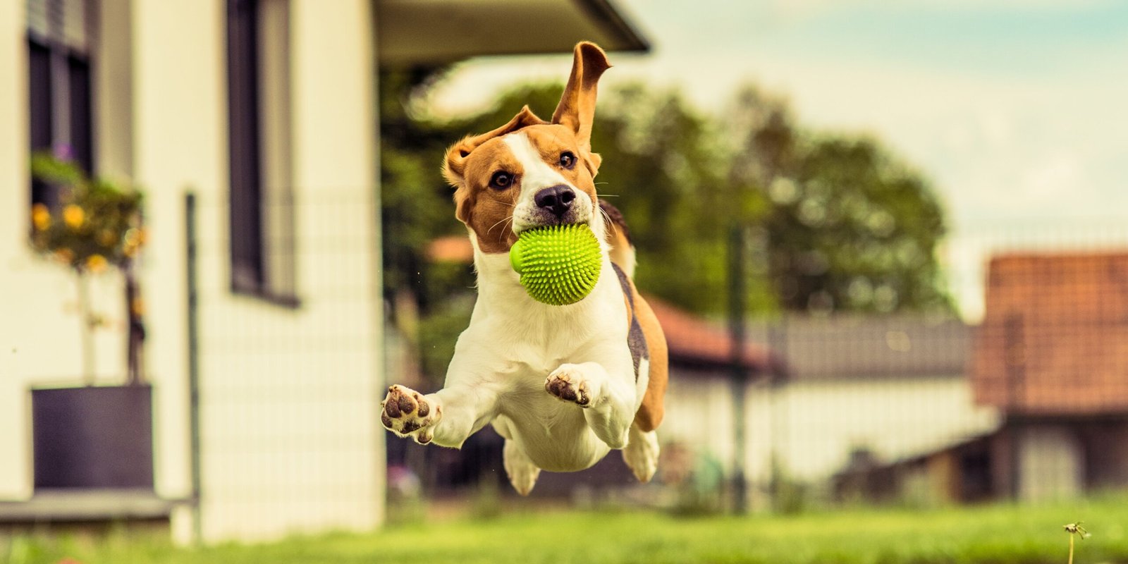 Cane iperattivo: cosa fare?