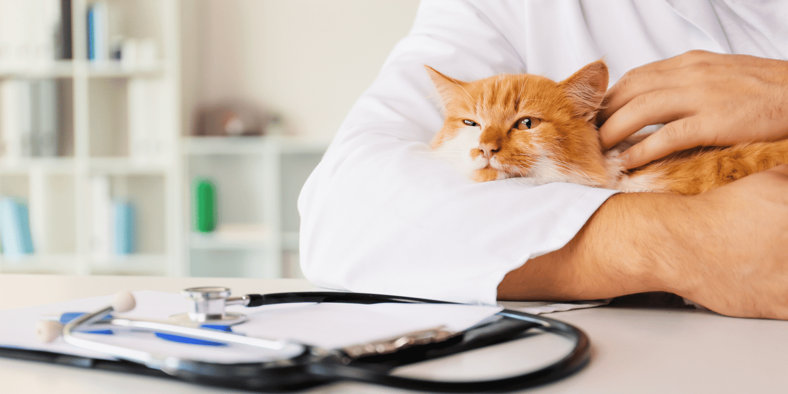 felino dal veterinario per mettere antiparassitario gatti