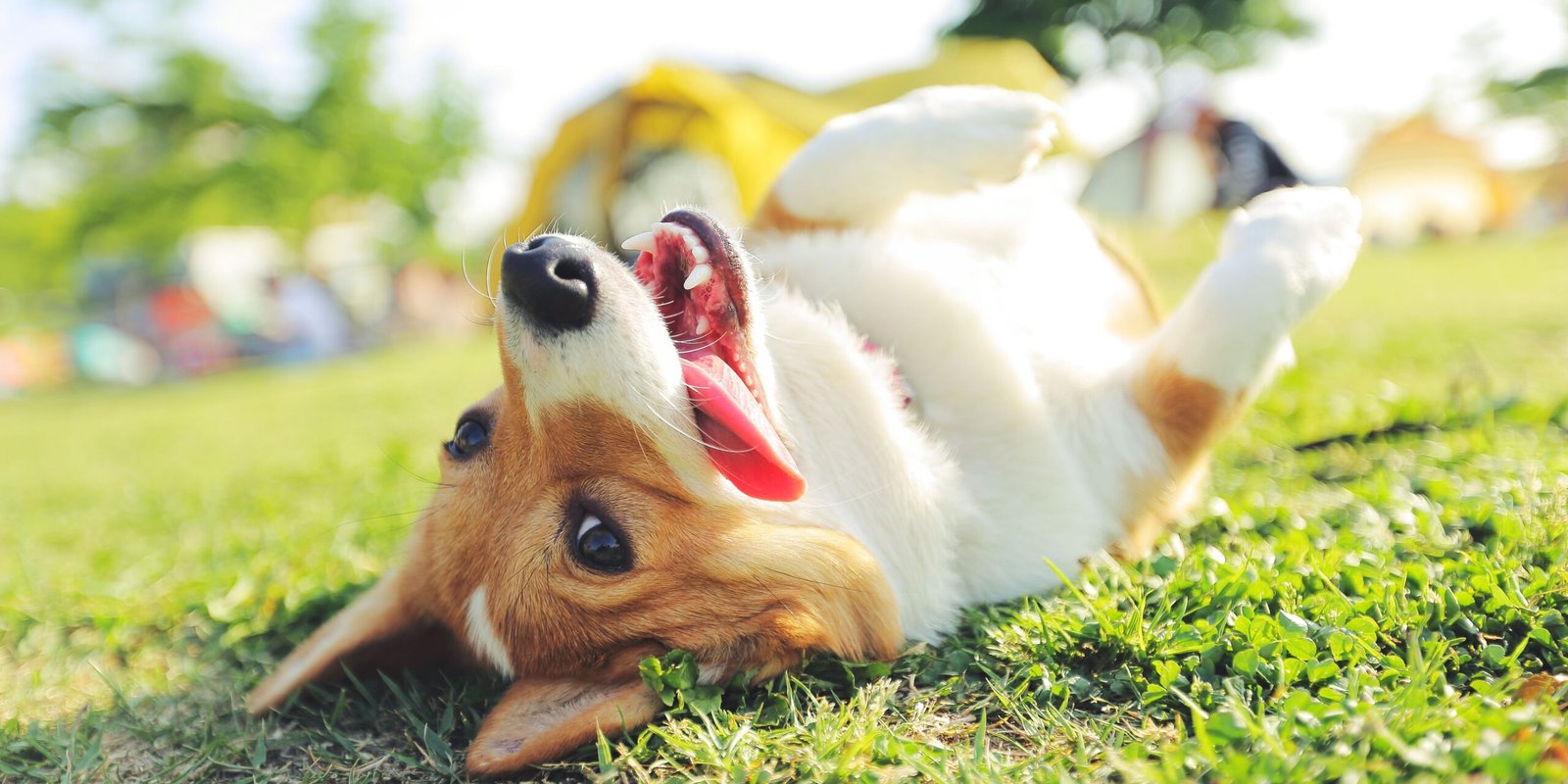 glucosamina per cani benefici