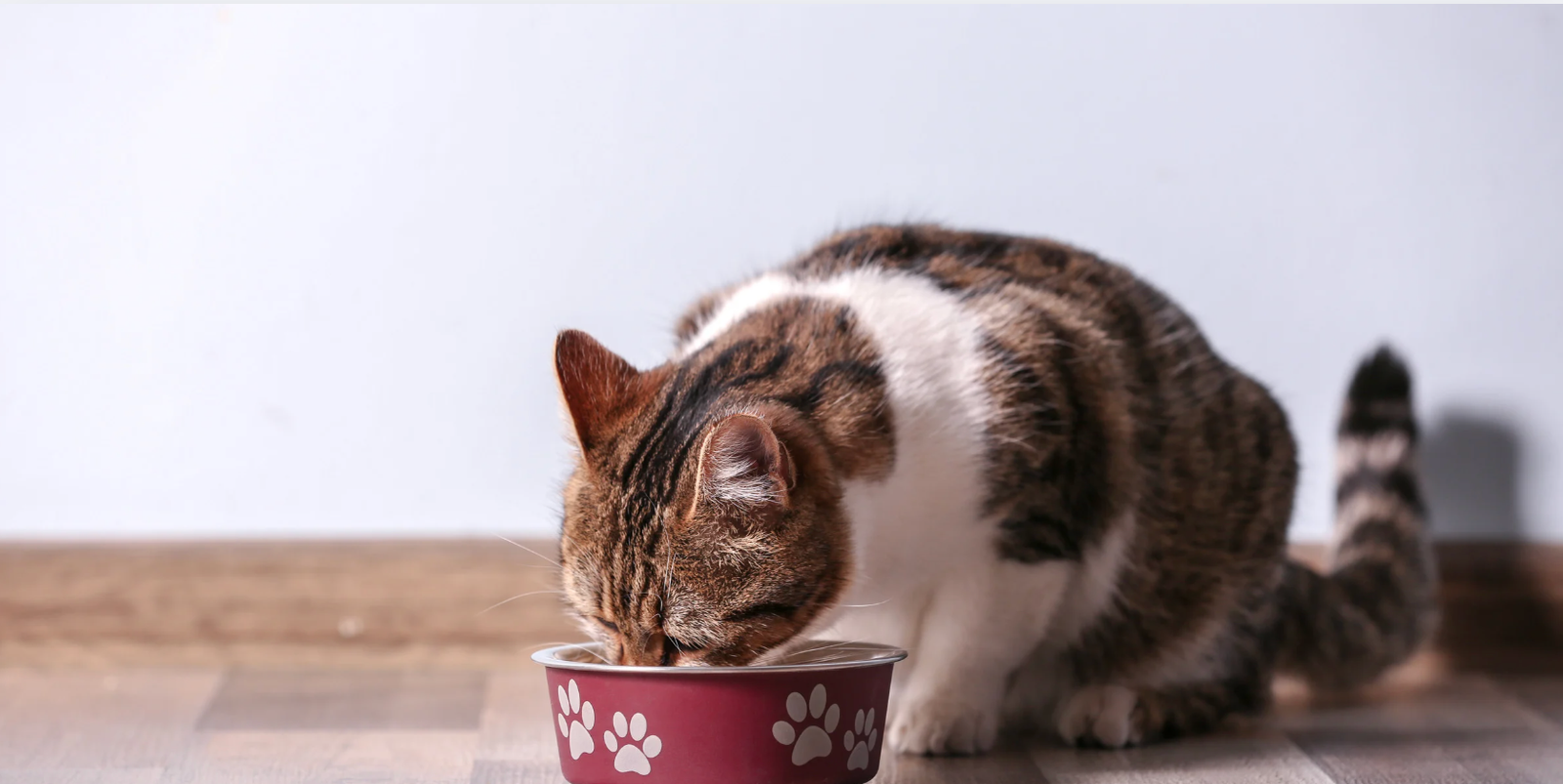 alimentazione del gatto cattiva alimentazione