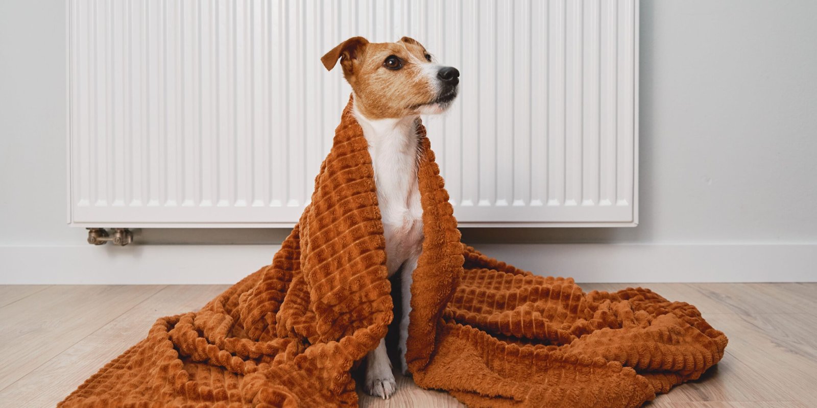 consigli su alimentazione cani in inverno per il loro benessere