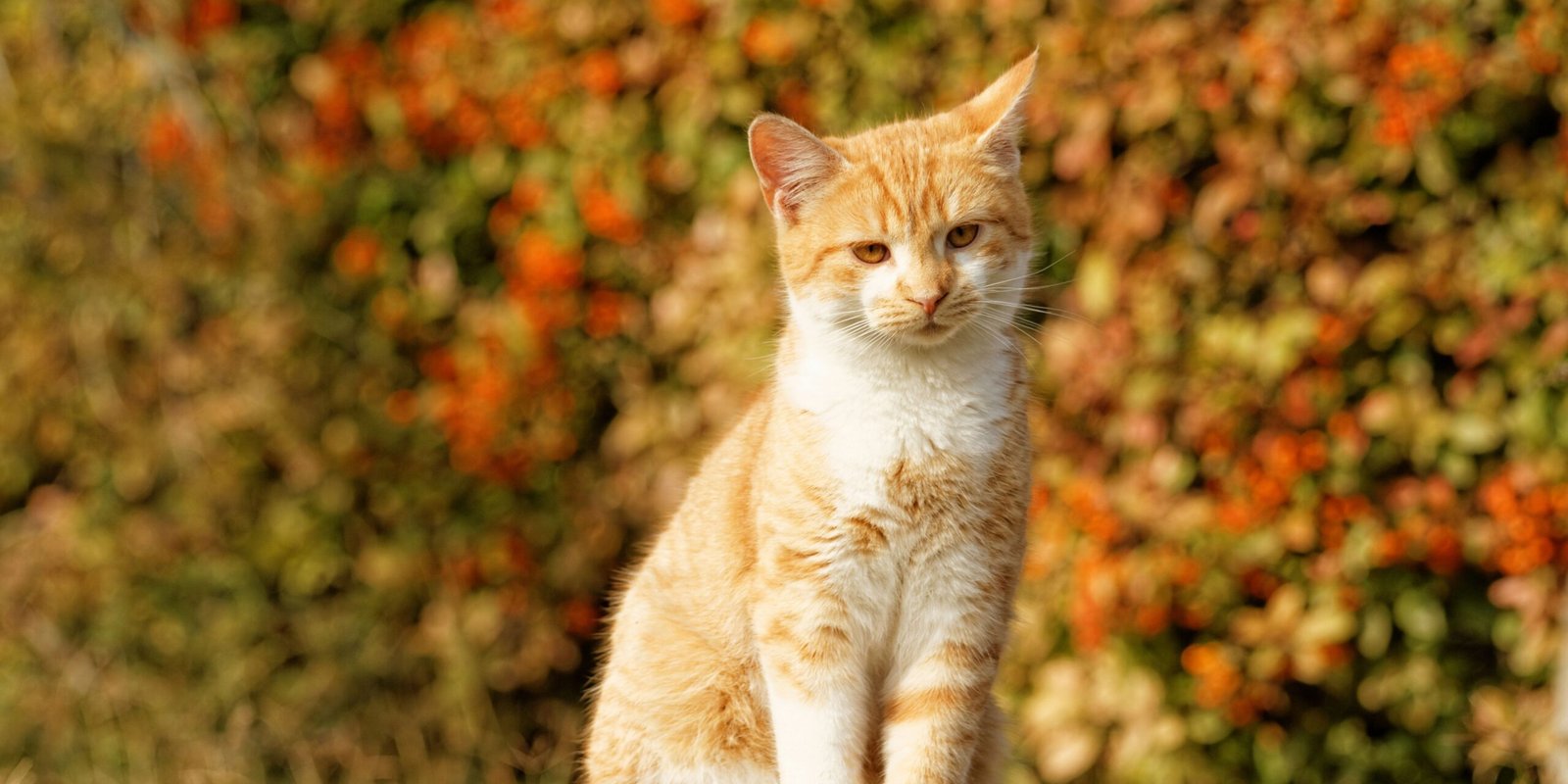 gatti autunno in mezzo a un giardino di foglie