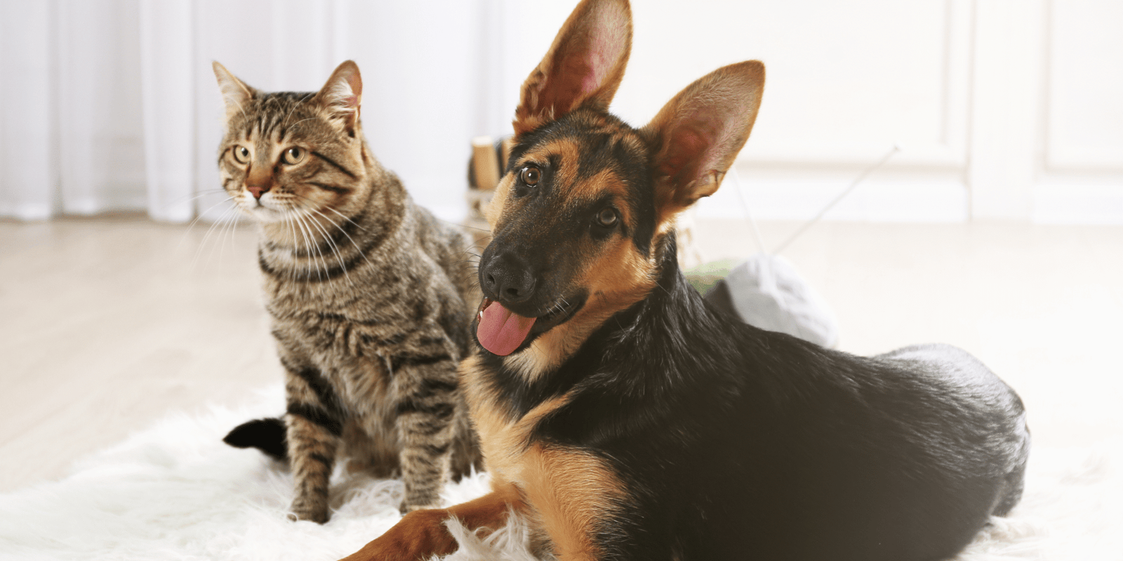 linee crocchette alleva per alimentazione per cani e gatti di qualità