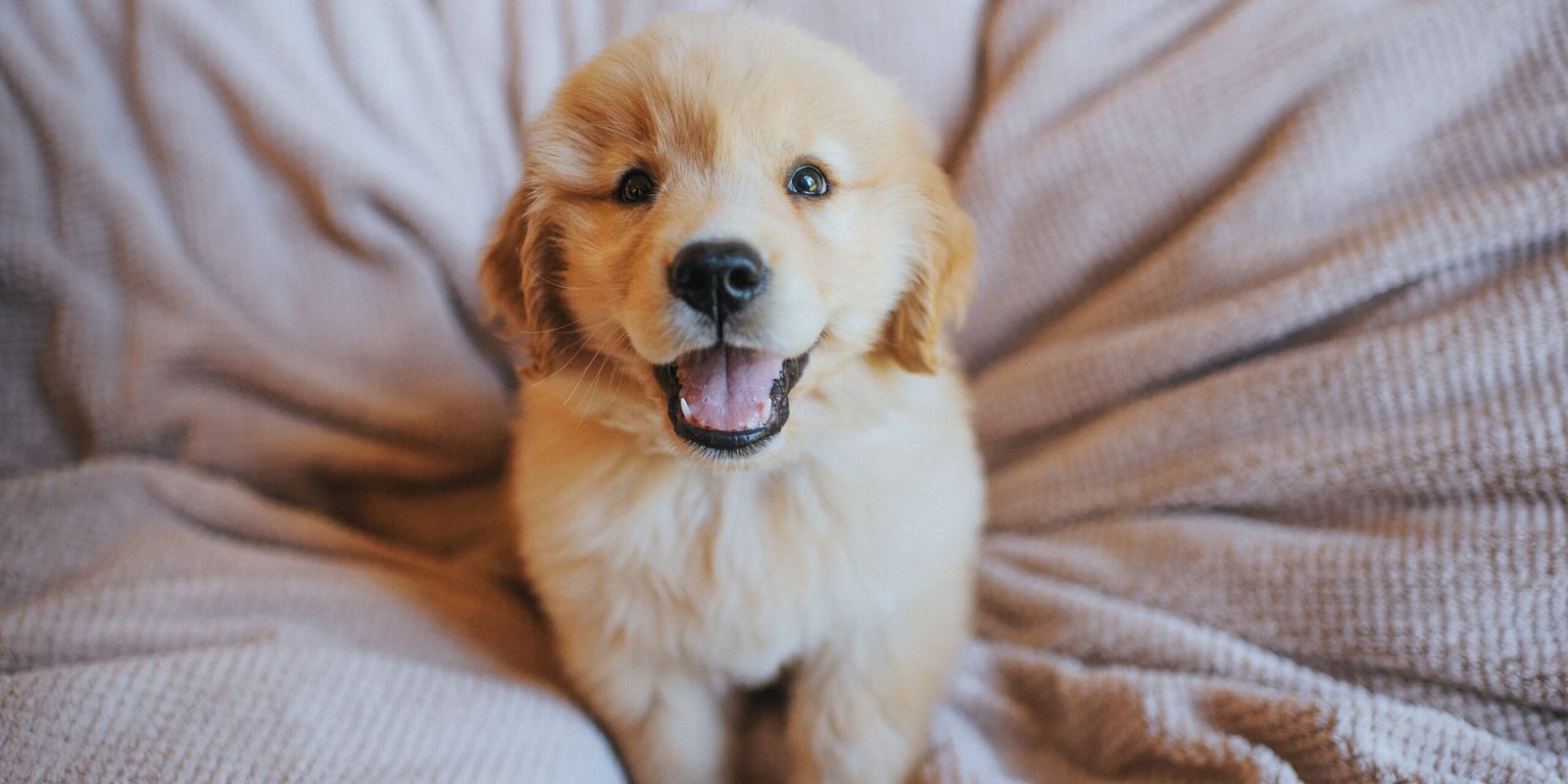 arrivo nuovo cucciolo in casa