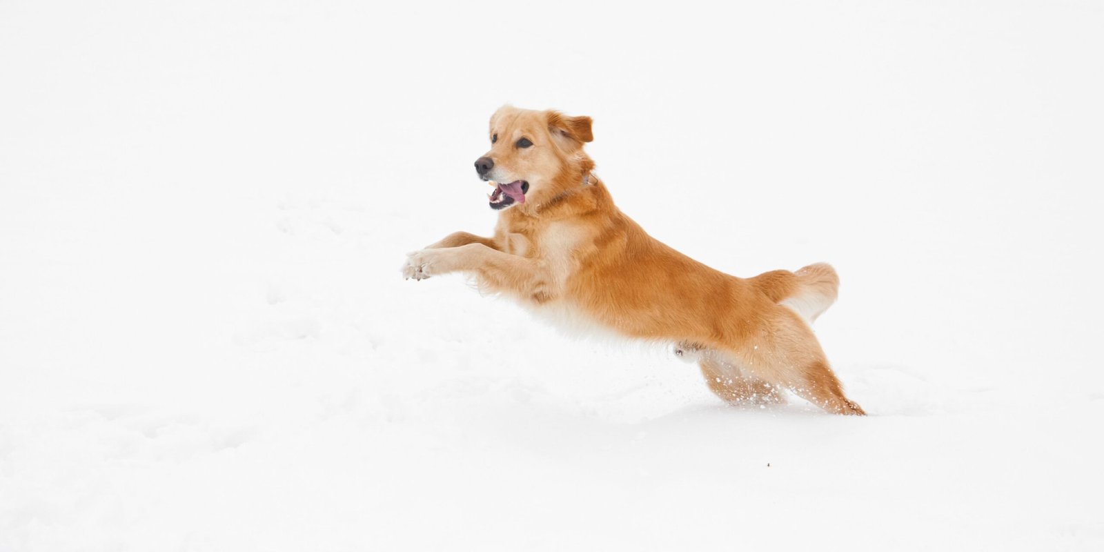 consigli per il benessere dei cani sulla neve