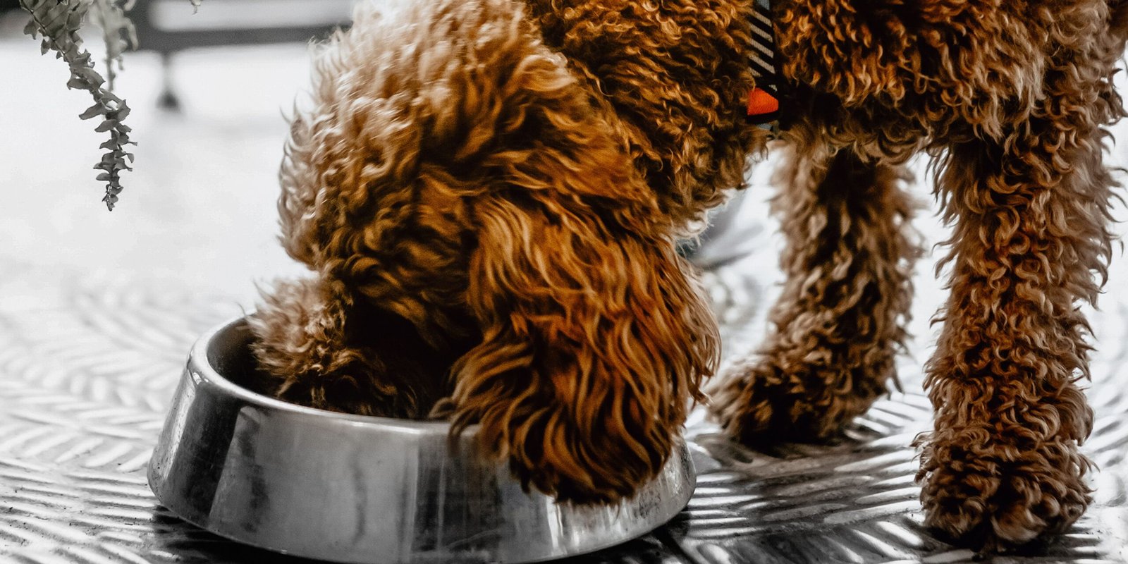 cane che mangia troppo velocemente dalla sua ciotola