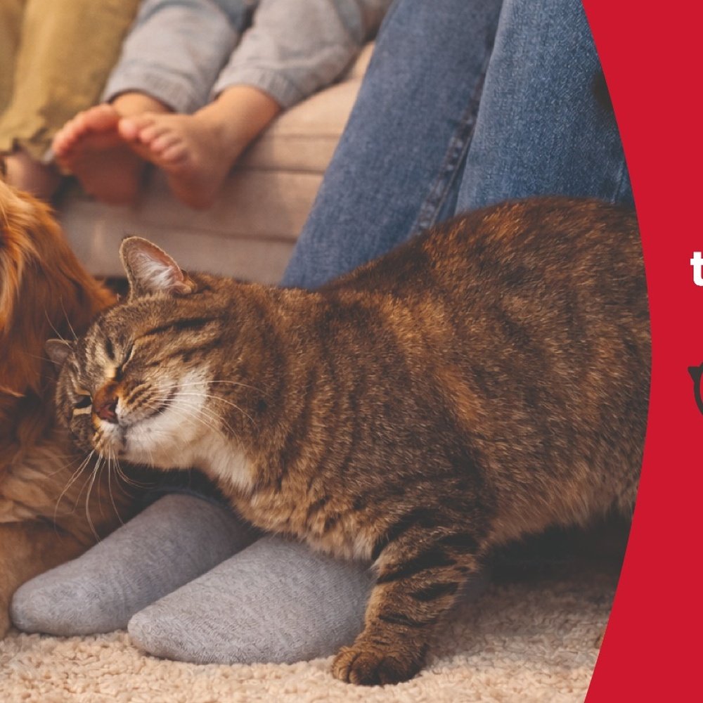 alleva banner 1000x1000